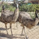 Emu